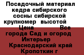 Посадочный материал кедра сибирского (сосны сибирской) крупномер, высотой 3-3.5  › Цена ­ 19 800 - Все города Сад и огород » Интерьер   . Краснодарский край,Кропоткин г.